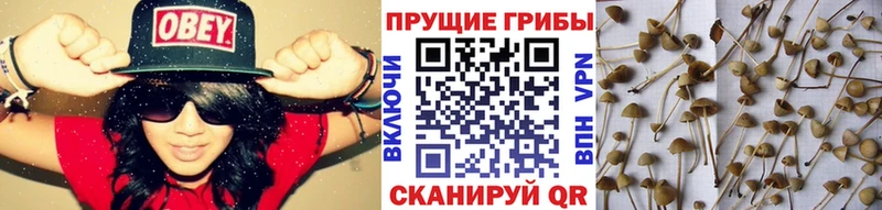 купить  цена  Ялуторовск  Псилоцибиновые грибы GOLDEN TEACHER 